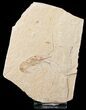 Fossil Shrimp Carpopenaeus From Lebanon #18152-1
